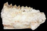 Oreodont (Merycoidodon) Jaw Section - South Dakota #128113-1